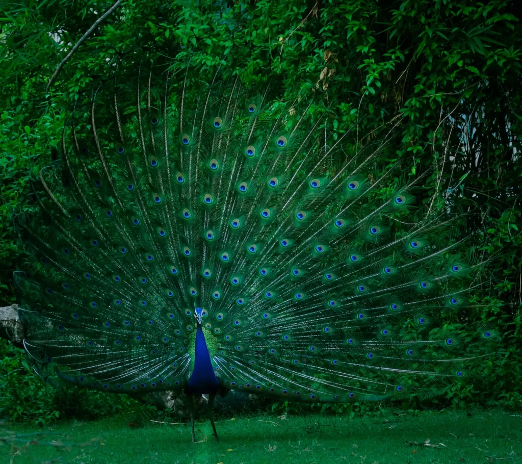 How Do Peacocks Reproduce: A Comprehensive Guide