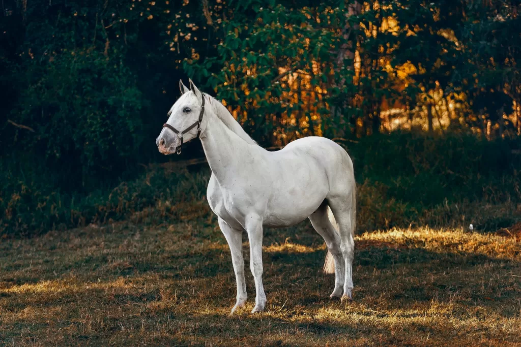 Unraveling the Mystery: The Astonishing Life Cycle of the Horse Hair Worm