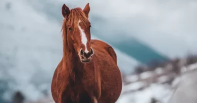 how long can a horse live with dsld