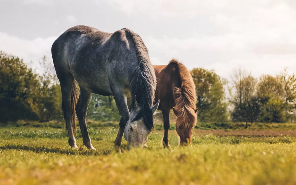 wild horse lifespan