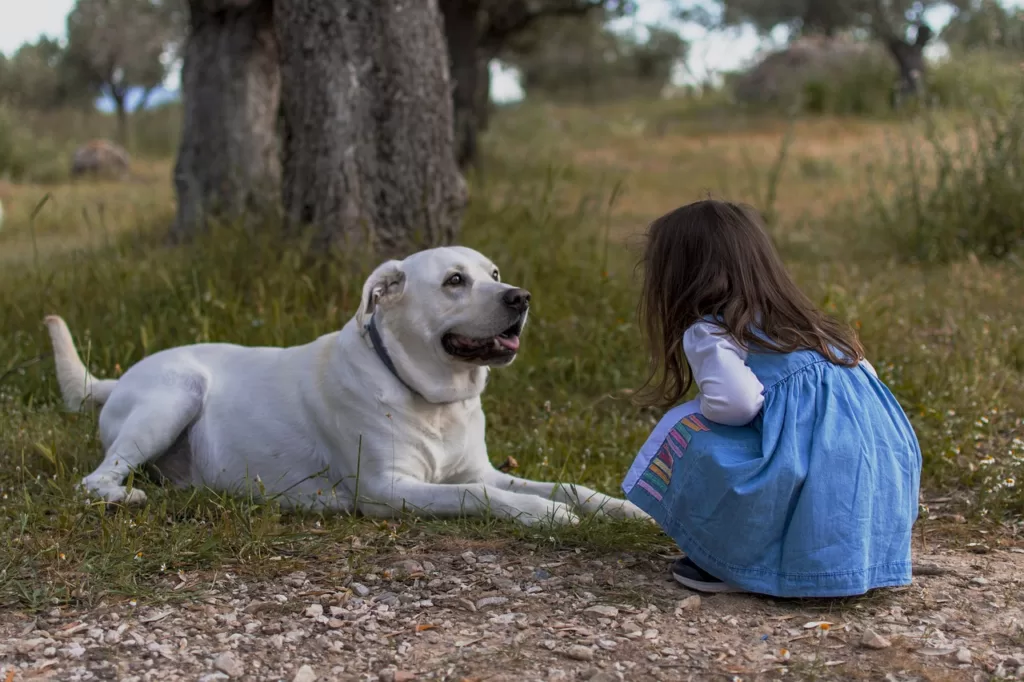 Best Family Dogs: Finding Your Perfect Furry Companion