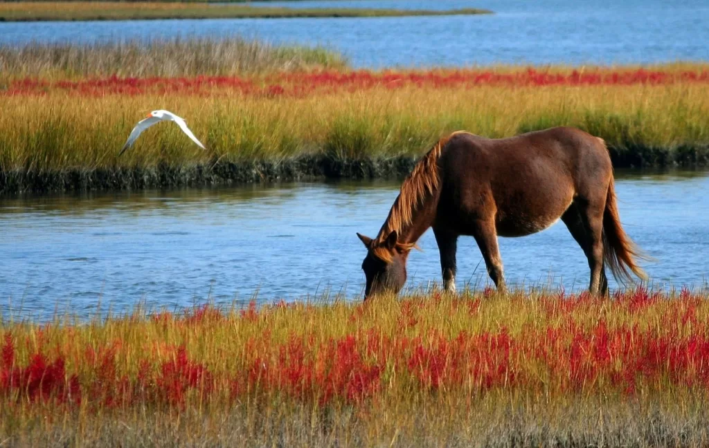 how long do belgian horses live