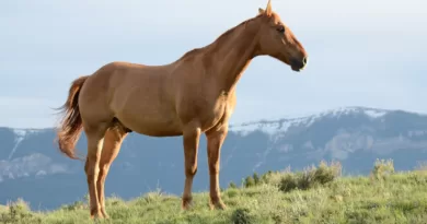 spirit horse real life