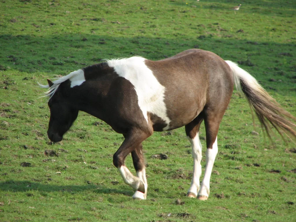 how long does a horse live on average