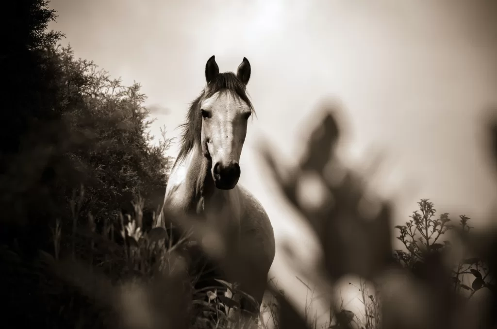 my riding stables a life with horses