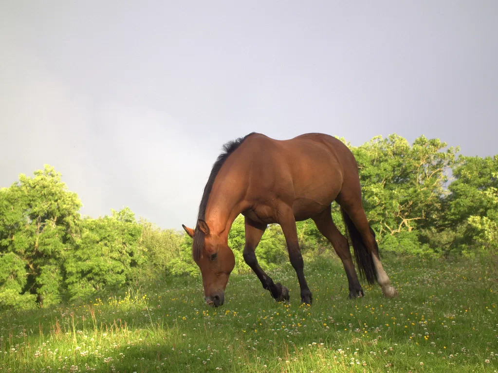 how long do horses normally live