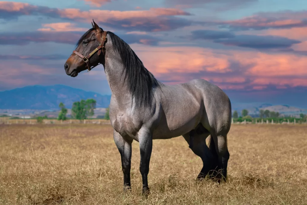 how long do friesian horses live