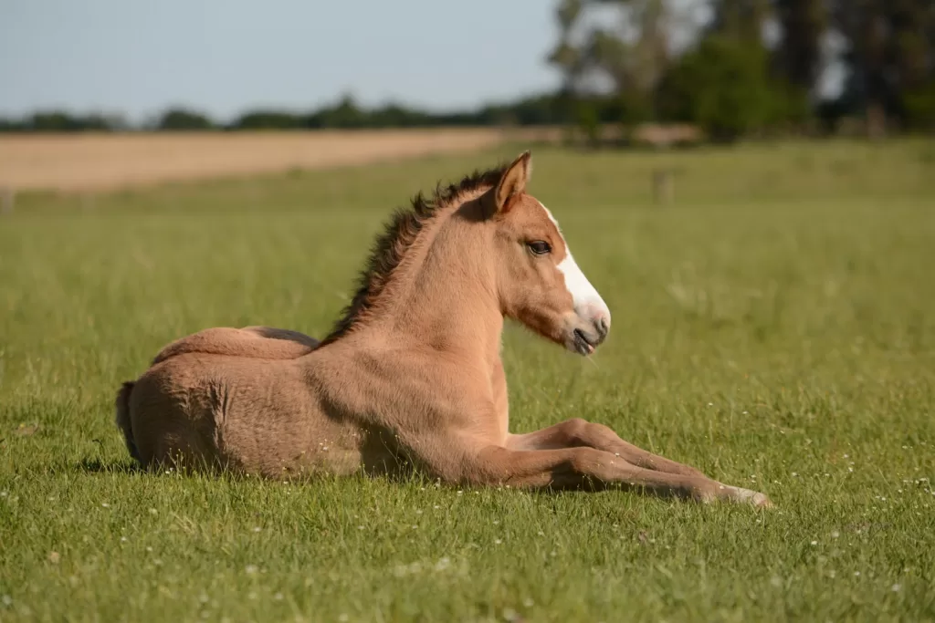 miniature horse lifespan