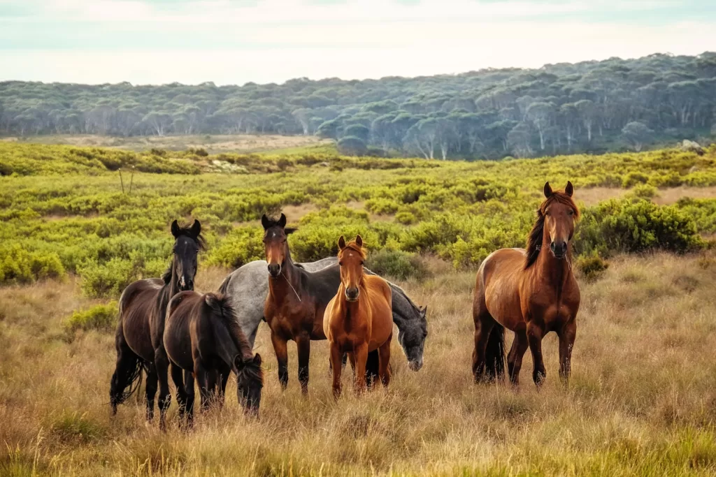 how long do wild horses live