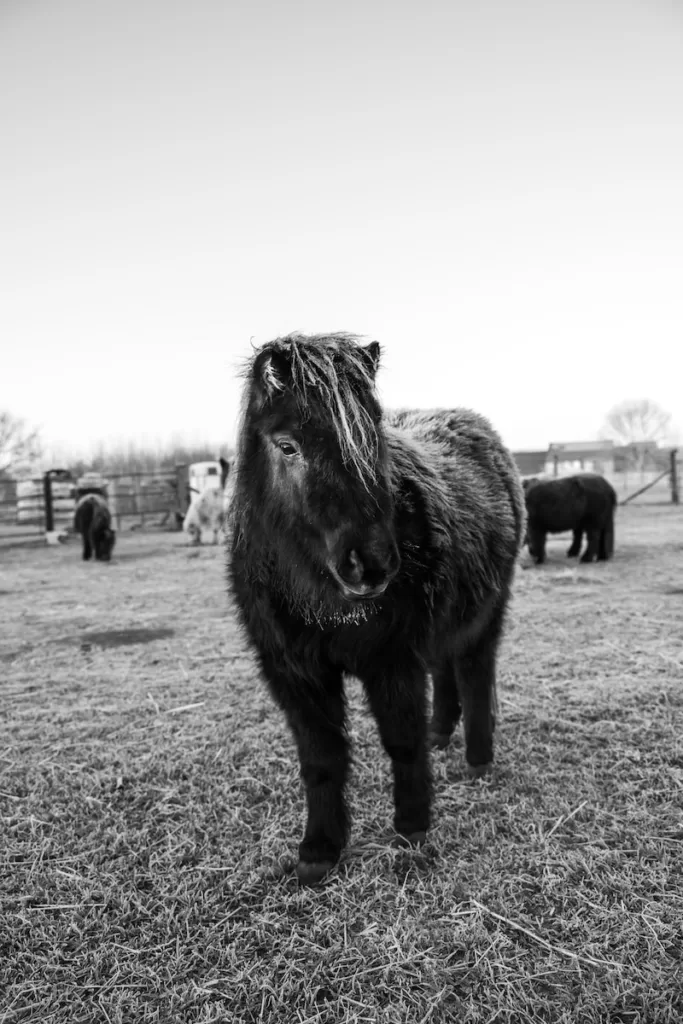 miniature horse lifespan