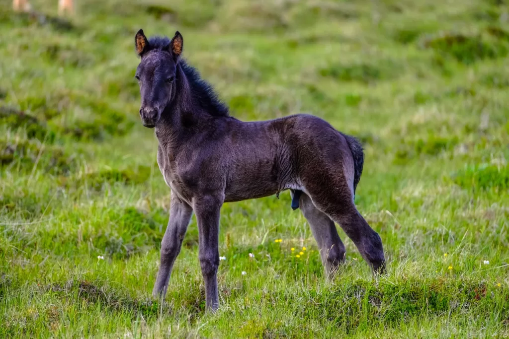 mini horse lifespan