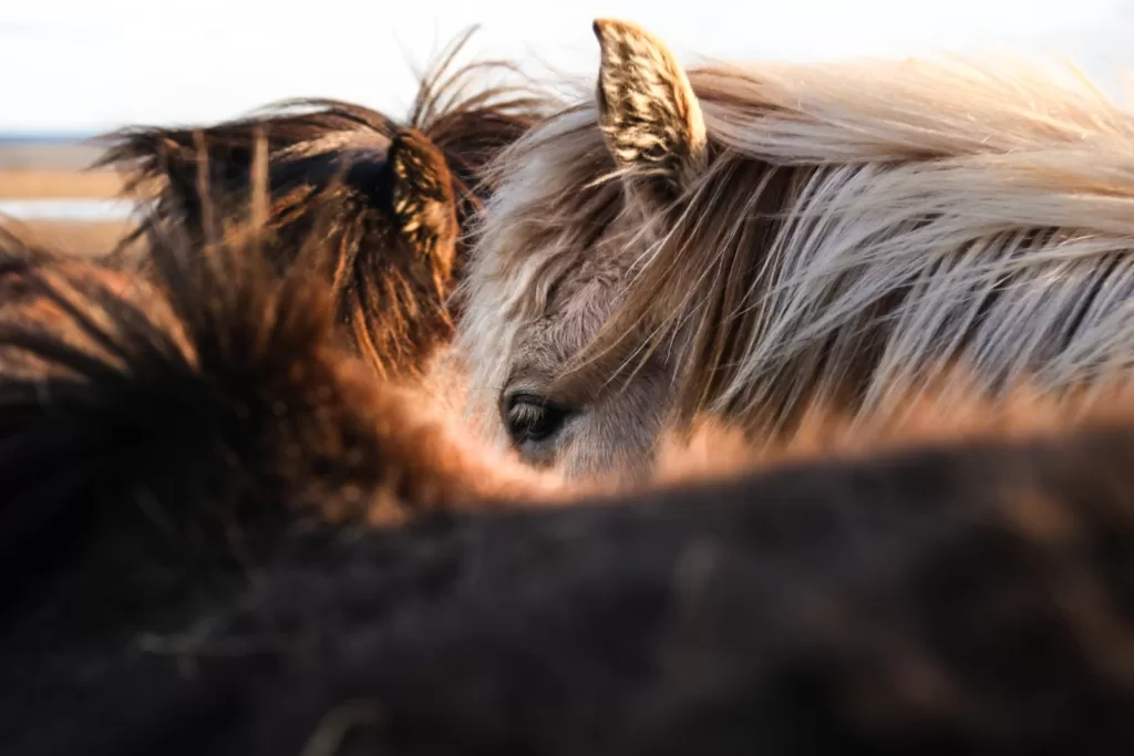 how long do wild horses live