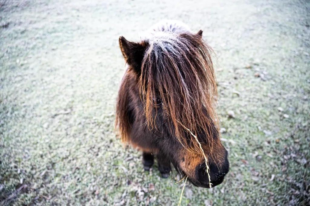 mini horse lifespan