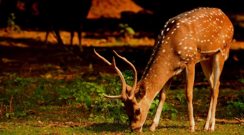 Close-Up Photo of Deer Eating Grass