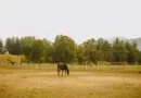 horse sperm