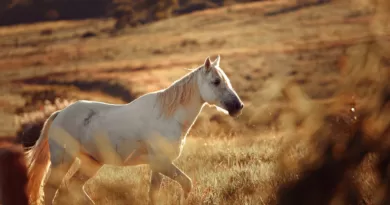 White Horse On A Field
