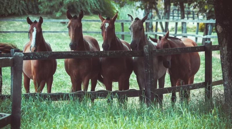 Photo of a Group of Horses