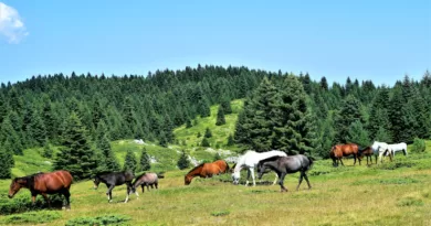 Herd of Horse Grazing On Grassland