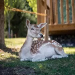 Beautiful cute little fawn with typical spotted back lying on grassy lawn in sunny courtyard in countryside