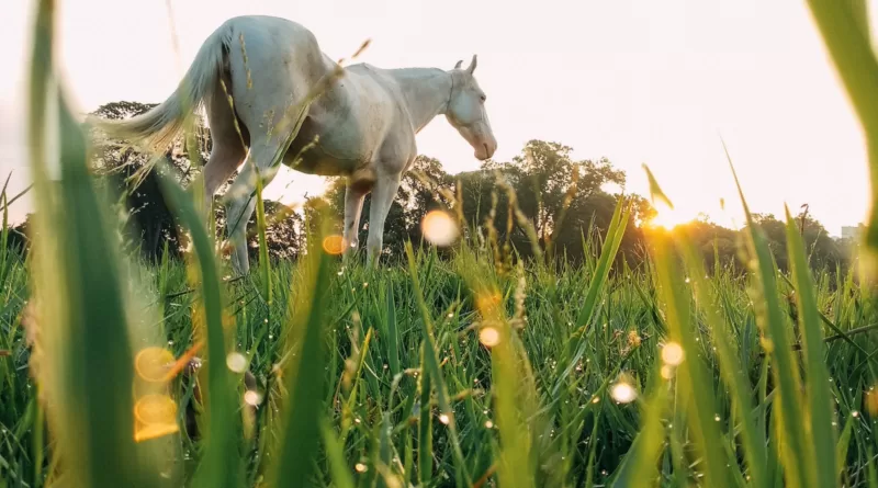 White horse on grassy meadow