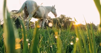 White horse on grassy meadow