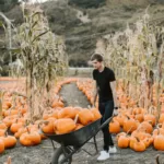 Man with Wheelbarrow Harvesting Pumpkins