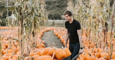 Man with Wheelbarrow Harvesting Pumpkins