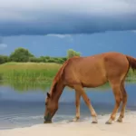 Brown Horse Drinking on Shore