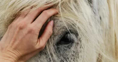 Person's Hand on White Horse's Face