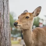 Cute roe deer standing in green natural reservation park