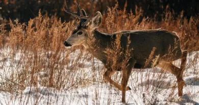 Deer Walking on Snow Covered Ground