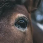 Close-Up Shot of an Eye of a Horse