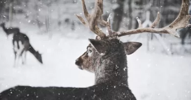 Photo of Reindeer in the Snow