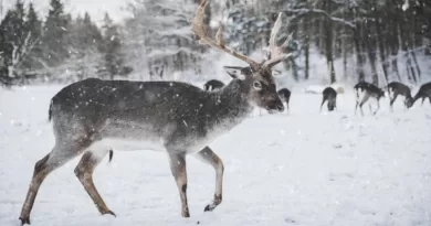 Photo of Reindeer in the Snow