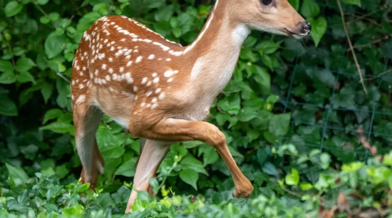 brown and white spotted deer on green grass during daytime