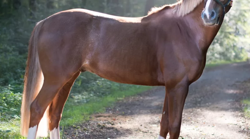 closeup photo of brown horse standing surrounded with trees