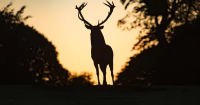 silhouette of deer standing on field during sunset