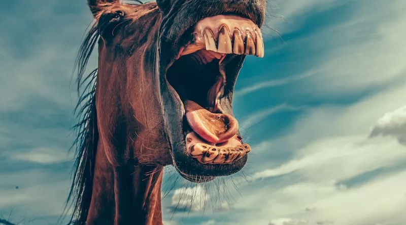 photo of shouting horse under cloudy sky