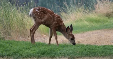 brown deer eating grass