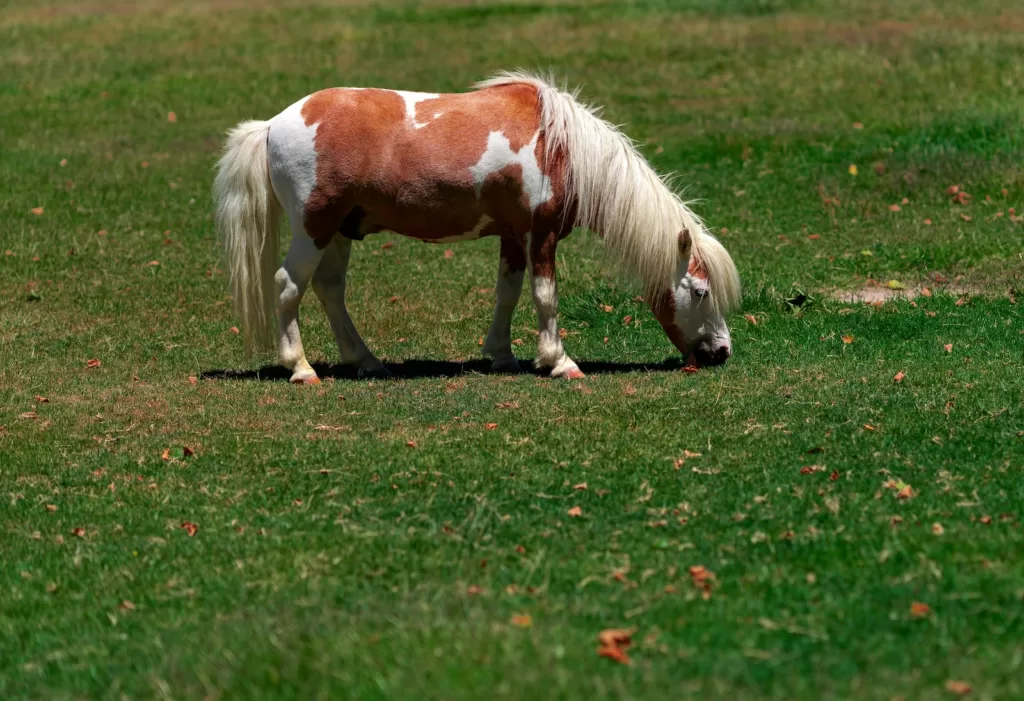 white and brown horse eating grasses