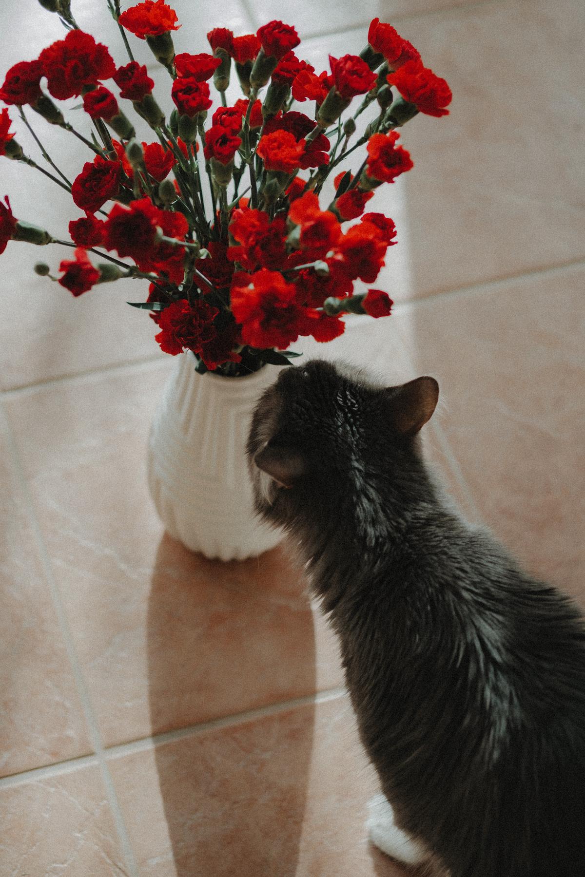 An image showing a cat sniffing a flower, representing cats' reaction to smells.