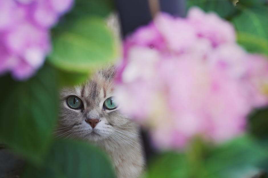 A cat lying peacefully next to a bundle of lavender flowers in a garden