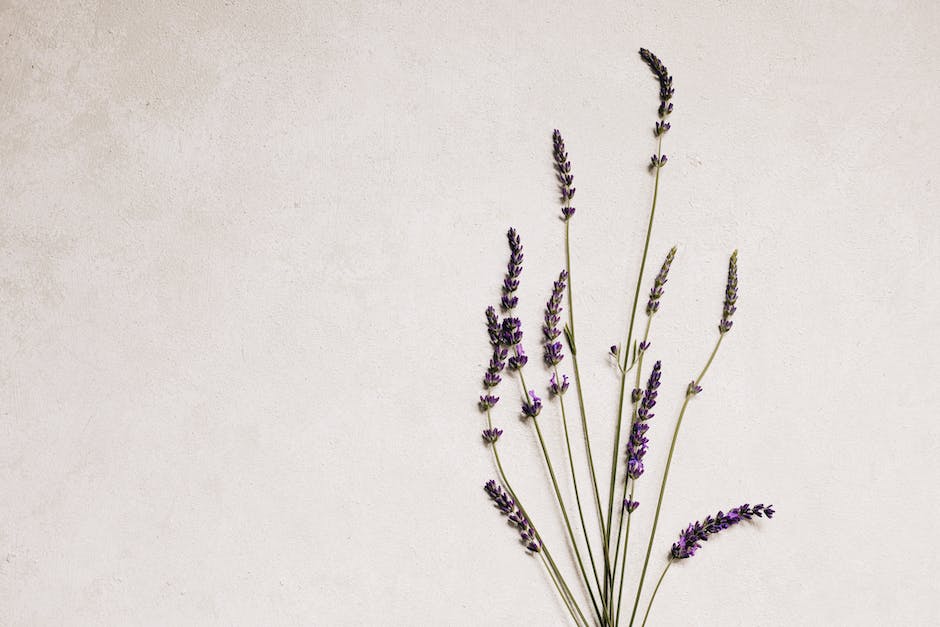 Image of lavender plant with vibrant blooms